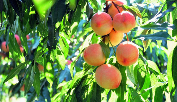 桃樹、蘋果、梨等各種果樹如何施用有機肥？