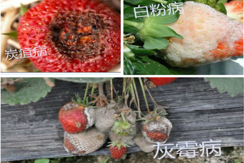 大棚草莓種植栽培及病蟲害防治