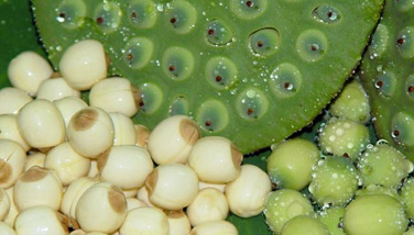 Lotus seeds can nourish the nerves.
